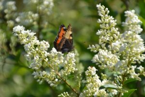 Na tropie ogonków, czyli zasady pisowni ą i ę