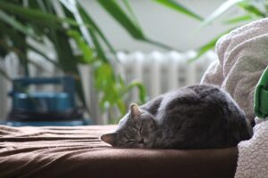 My cat has got many toys
