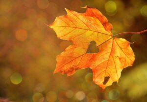 Rozmawiając o jesieni… Imiesłowy i imiesłowowe równoważniki zdań