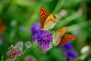 Butterflies, butterflies, where do you live? Holiday destinations